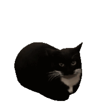 mc